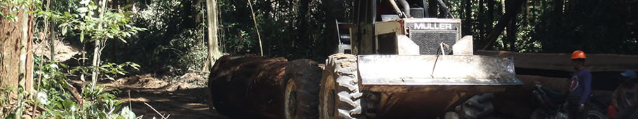 Manejo Florestal Sustentável