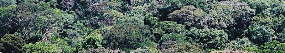 Madeiras para todo o território nacional