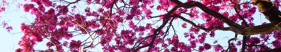 Madeiras de Manejo Florestal Sustentável em Tomé-Açu