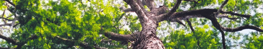 Madeiras de Manejo Florestal Sustentável