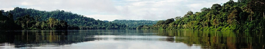 Manejo Florestal Sustentável