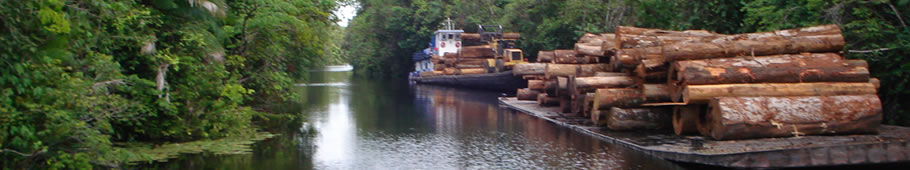 Madeiras de Manejo Florestal Sustentável